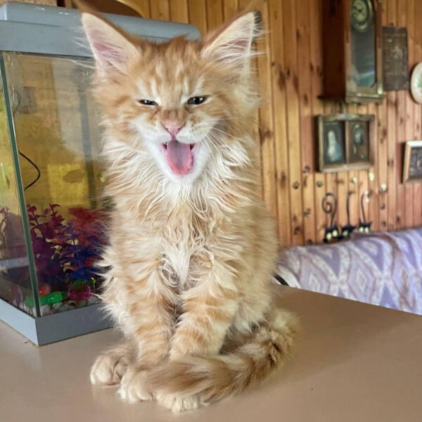 maine coon kittens for sale colorado