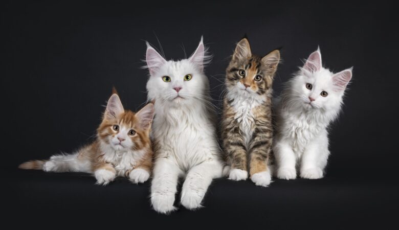 Maine Coon Cat Breed Health and Care