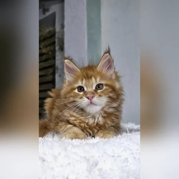 maine coon kittens for sale colorado