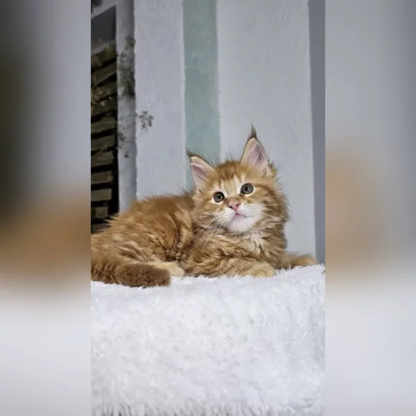 maine coon kittens for sale colorado