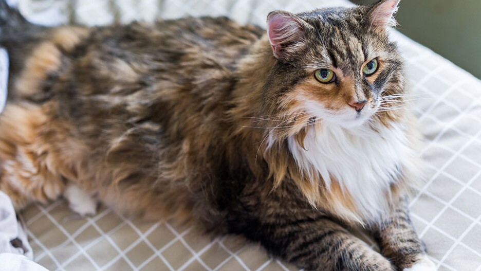 maine coon cat breeders