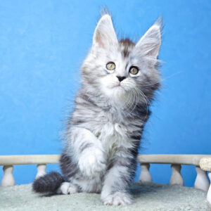 maine coon kittens for sale midwest