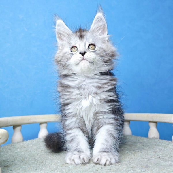 maine coon kittens for sale midwest