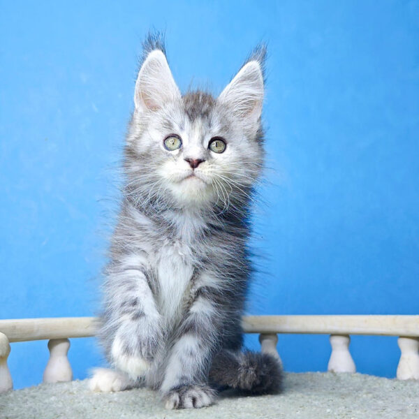 maine coon kittens for sale midwest