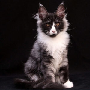 maine coon kittens for sale ohio