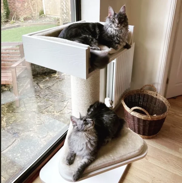 cat tree for large cats