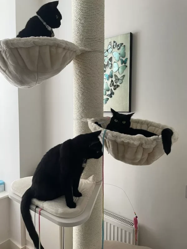 cheap cat trees