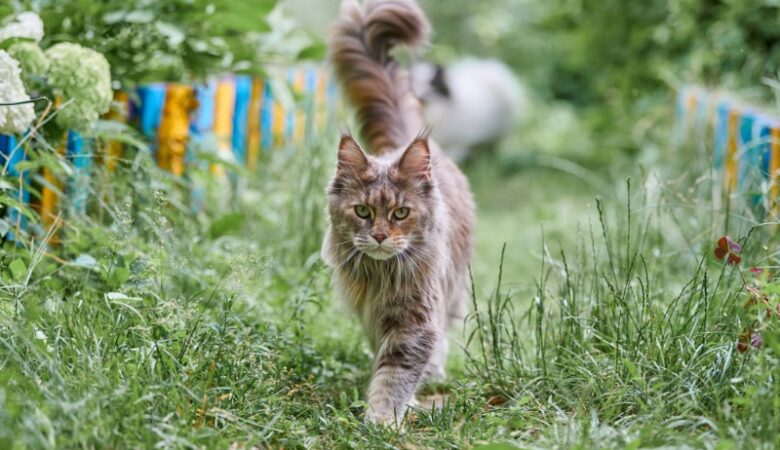 What Is A Maine Coon Growth Chart?