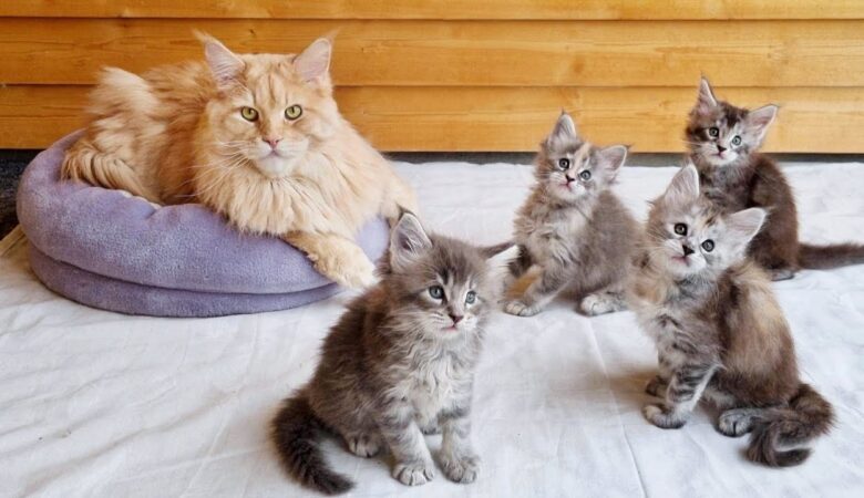 Maine Coon Cat Breeders In The United States