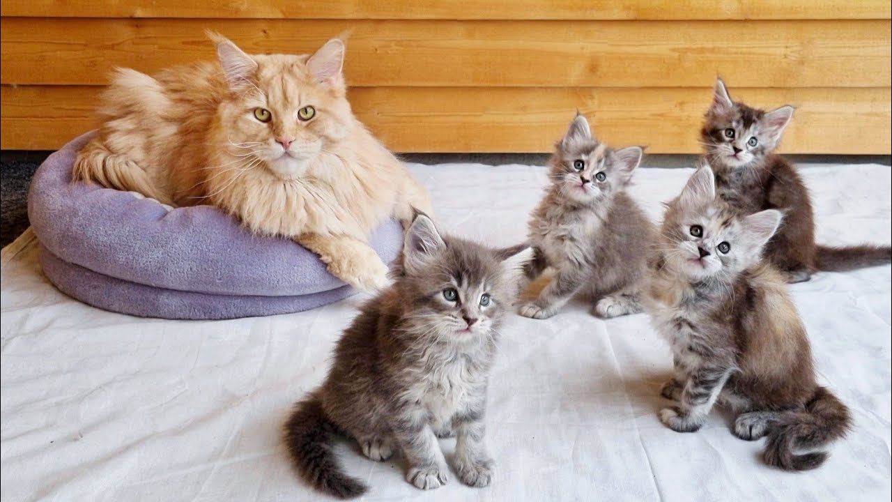 maine coon cat breeders