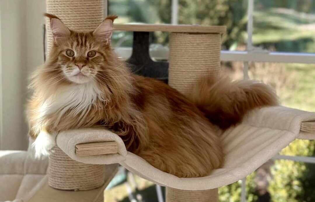 maine coon cat breeders