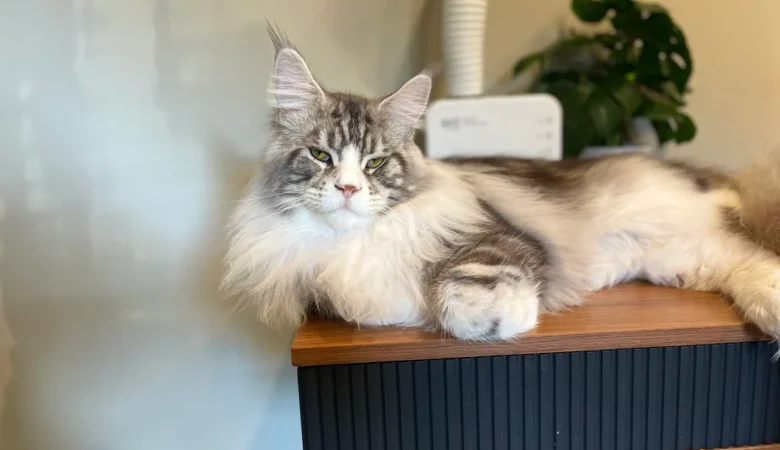 7 Useful Maine Coon Grooming Tips