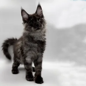 how much does a maine coon cat cost