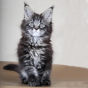 Maine Coon kittens for sale in Ohio