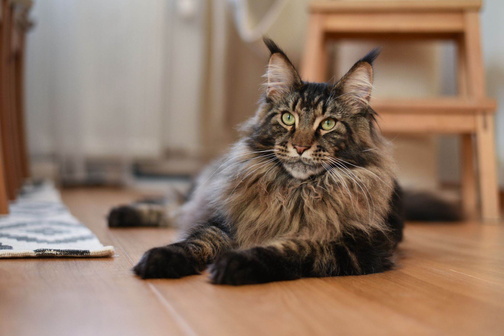 largest domestic cat in the world