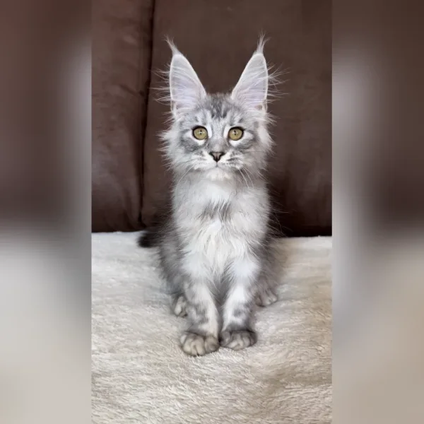 mega maine coon kittens for sale