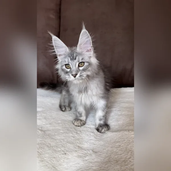 mega maine coon kittens for sale