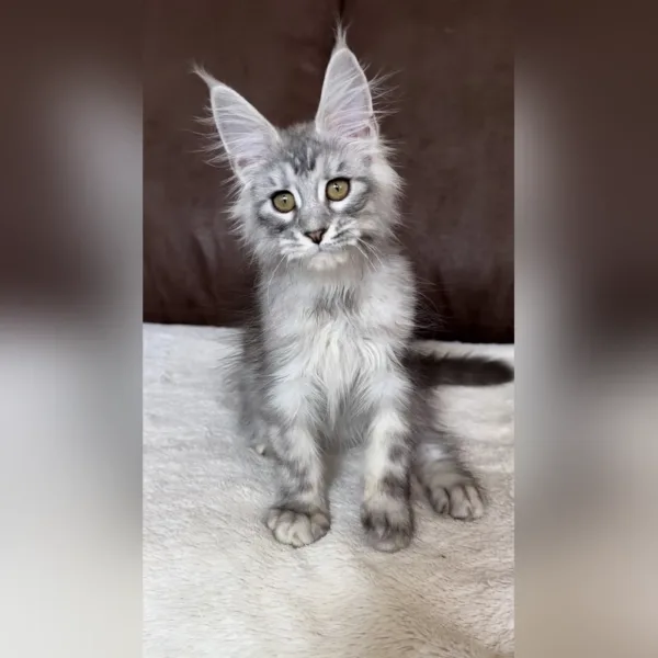 mega maine coon kittens for sale