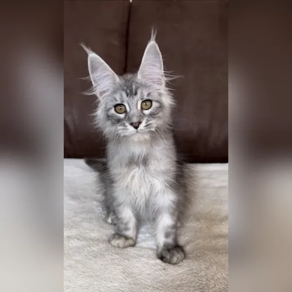 mega maine coon kittens for sale