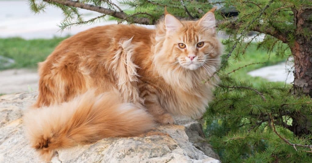 black and white maine coon