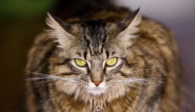 Why Maine Coons Are Popular