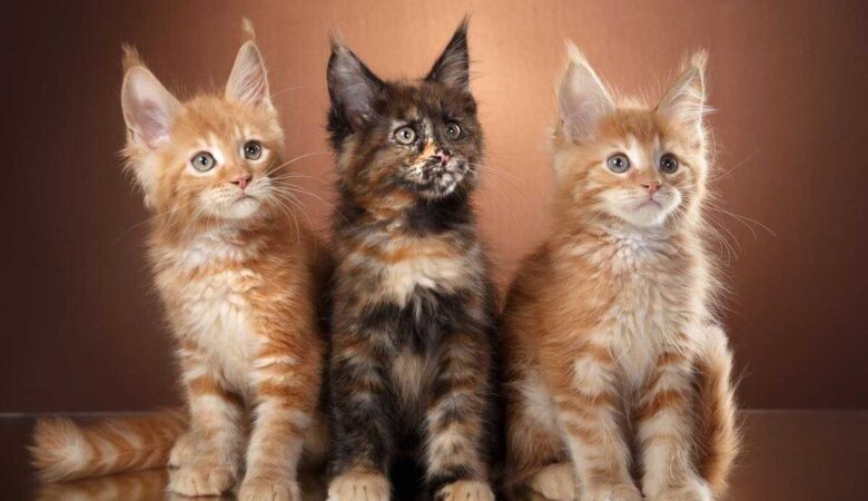 8 Reasons To Get A Maine Coon Cat