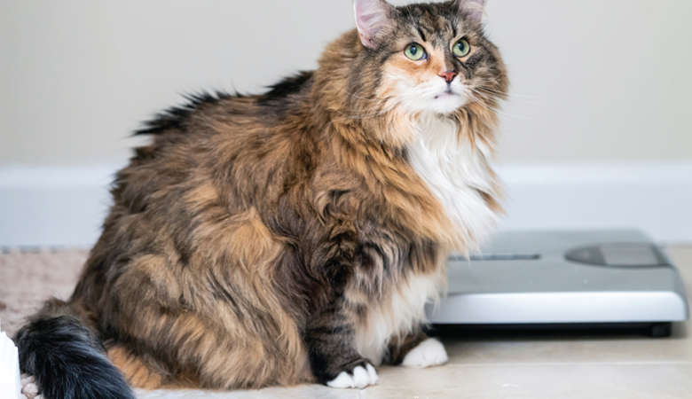 Maine Coon Cats – Indoor Or Outdoor?