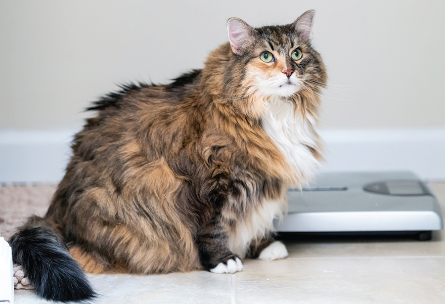 largest domestic cat in the world