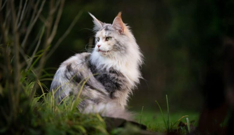 Black and White Maine Coon, Do Maine Coons Have Oily Fur?