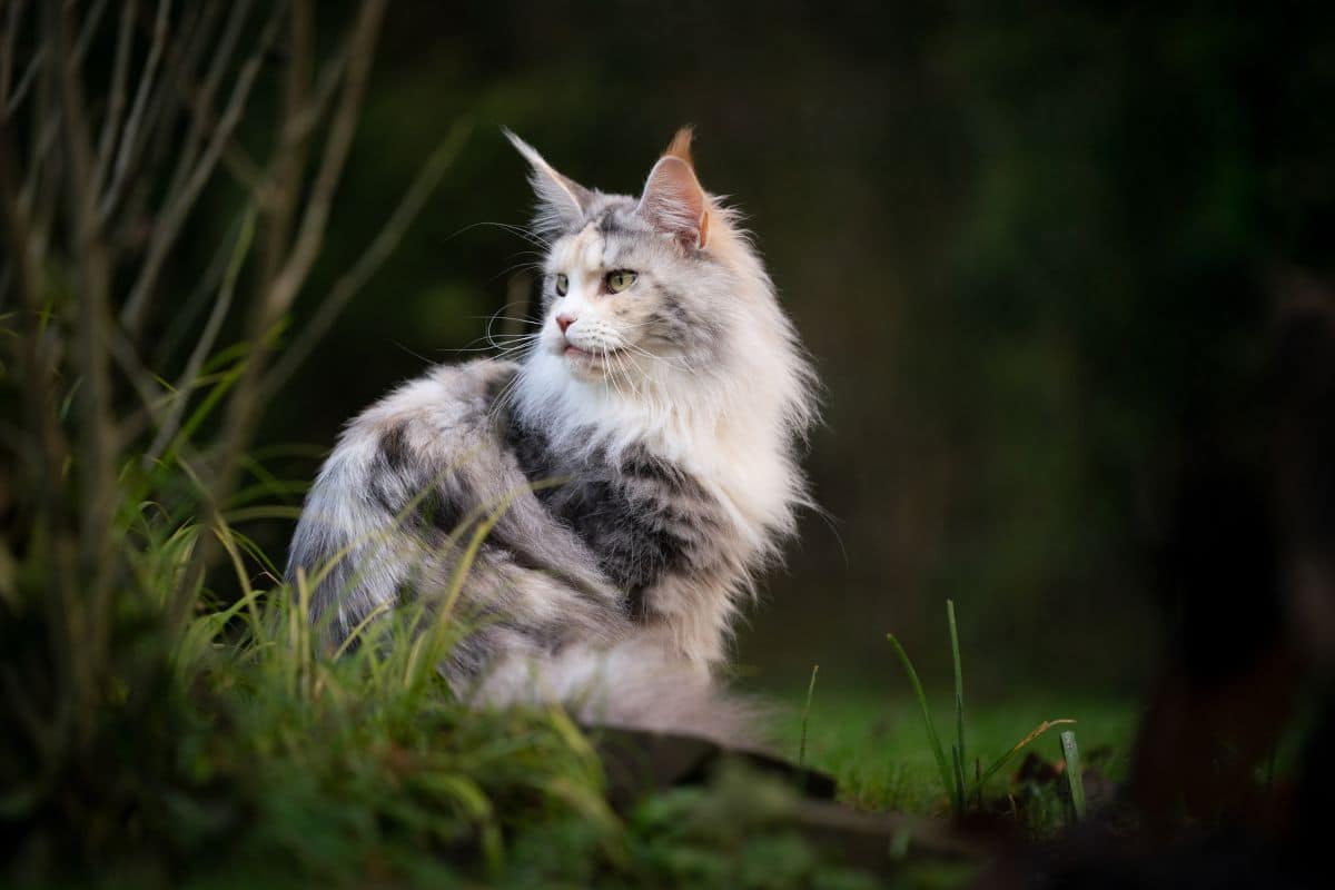 Black and White Maine Coon