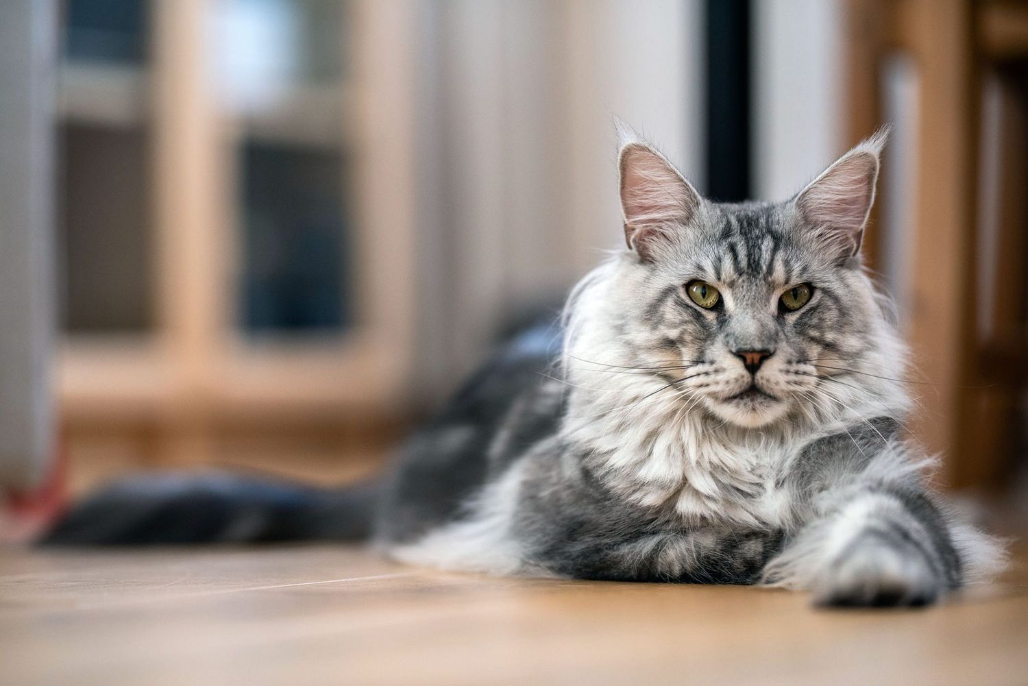 largest domestic cat in the world