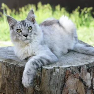 maine coon cats for adoption